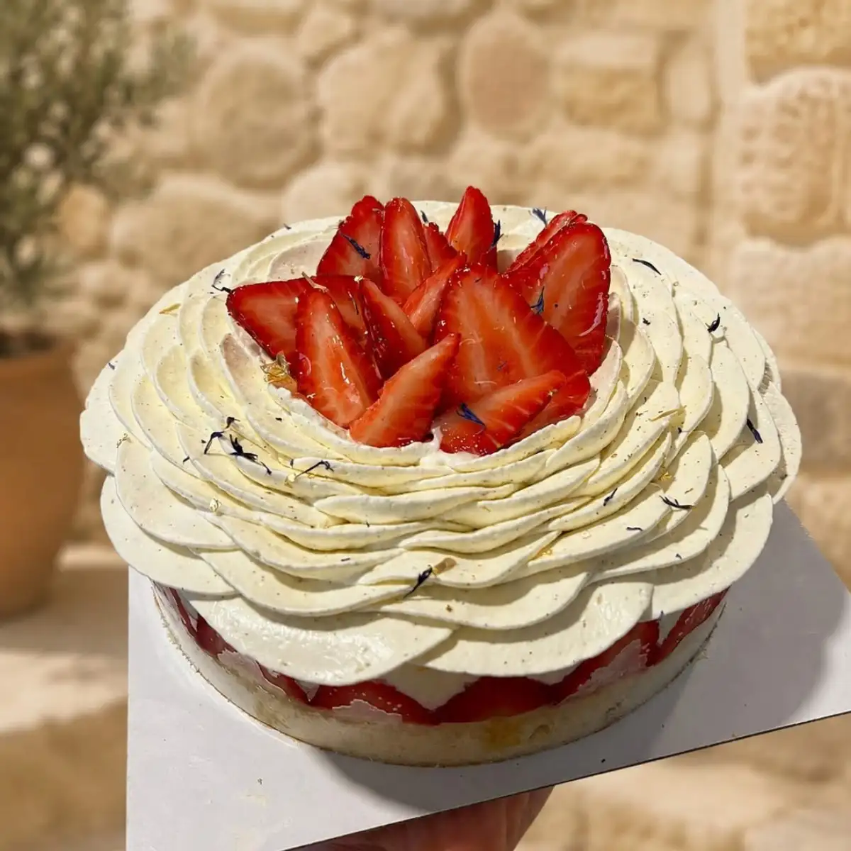 Fraisier Bourbon